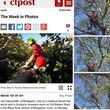 Photo #2: Tree climber