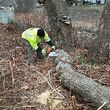 Photo #7: Landscaping ( Fall  Clean-Ups, Leaf Removal, Snow Removal)