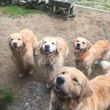 Photo #1: On The Farm Dog Boarding