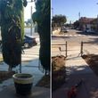 Photo #3: TREE TRIMMING & REMOVAL // LANDSCAPING