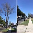 Photo #7: TREE TRIMMING & REMOVAL // LANDSCAPING