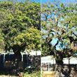 Photo #12: TREE TRIMMING & REMOVAL // LANDSCAPING