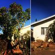 Photo #13: TREE TRIMMING & REMOVAL // LANDSCAPING