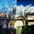 Photo #15: TREE TRIMMING & REMOVAL // LANDSCAPING