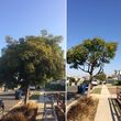 Photo #17: TREE TRIMMING & REMOVAL // LANDSCAPING