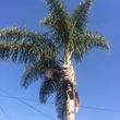 Photo #19: TREE TRIMMING & REMOVAL // LANDSCAPING