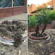 Photo #21: TREE TRIMMING & REMOVAL // LANDSCAPING