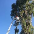 Photo #5: Greenfield Tree Service