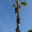 Photo #1: █THE CHEAPEST TREE SERVICE AROUND THE LA COUNTY█