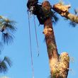 Photo #2: █THE CHEAPEST TREE SERVICE AROUND THE LA COUNTY█