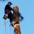 Photo #3: █THE CHEAPEST TREE SERVICE AROUND THE LA COUNTY█