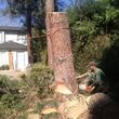 Photo #4: █THE CHEAPEST TREE SERVICE AROUND THE LA COUNTY█