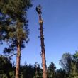 Photo #5: █THE CHEAPEST TREE SERVICE AROUND THE LA COUNTY█