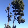 Photo #6: █THE CHEAPEST TREE SERVICE AROUND THE LA COUNTY█