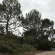 Photo #7: Reynoso tree service ( tree and stump removal)