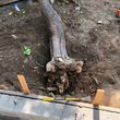 Photo #10: Reynoso tree service ( tree and stump removal)