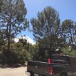 Photo #13: Reynoso tree service ( tree and stump removal)