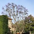 Photo #14: Reynoso tree service ( tree and stump removal)