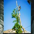 Photo #2: TREE-TRIMMING  Call Now Get A Free Estimate