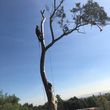 Photo #5: TREE-TRIMMING  Call Now Get A Free Estimate