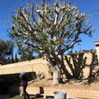 Photo #6: TREE-TRIMMING  Call Now Get A Free Estimate