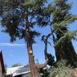Photo #8: TREE-TRIMMING  Call Now Get A Free Estimate