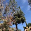 Photo #9: TREE-TRIMMING  Call Now Get A Free Estimate