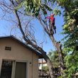 Photo #10: TREE-TRIMMING  Call Now Get A Free Estimate