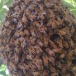 Photo #1: Eco Friendly Bee Hive Removal