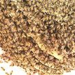 Photo #3: Eco Friendly Bee Hive Removal