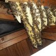 Photo #4: Eco Friendly Bee Hive Removal