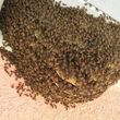 Photo #6: Eco Friendly Bee Hive Removal