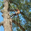 Photo #1: Professional tree trimming AND removal