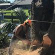 Photo #5: Stump Grinding, Tree Removal, Pruning, Storm Damage Clean-up