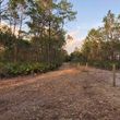 Photo #9: Forestry Mulching Land Clearing