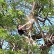 Photo #1: Ruben's Affordable Tree Care
