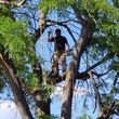 Photo #2: Ruben's Affordable Tree Care