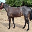 Photo #1: Boarding or Pasture Wanted for 1 mare! Urgent!