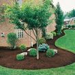 Photo #1: YARD CLEAN UPS /TREE SERVICE/ TRIMING/ MULCHING/  FENCE / 30%OFF