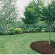 Photo #11: YARD CLEAN UPS /TREE SERVICE/ TRIMING/ MULCHING/  FENCE / 30%OFF