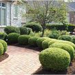 Photo #20: YARD CLEAN UPS /TREE SERVICE/ TRIMING/ MULCHING/  FENCE / 30%OFF