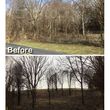 Photo #2: Brush Clearing, Land Restoration