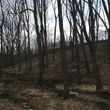 Photo #4: Brush Clearing, Land Restoration