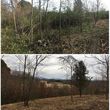 Photo #20: Brush Clearing, Land Restoration