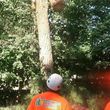 Photo #1: 🏡Tree Removal 🌲Trimming🌳 Stump Grinding Lot Clearing