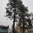 Photo #2: 🏡Tree Removal 🌲Trimming🌳 Stump Grinding Lot Clearing