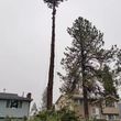 Photo #3: 🏡Tree Removal 🌲Trimming🌳 Stump Grinding Lot Clearing