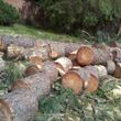 Photo #3: TREE REMOVAL -Hauling & Cleanup ~Landscaping -promt bids & service
