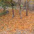 Photo #1: Fall cleanup