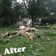 Photo #11: Tree removal